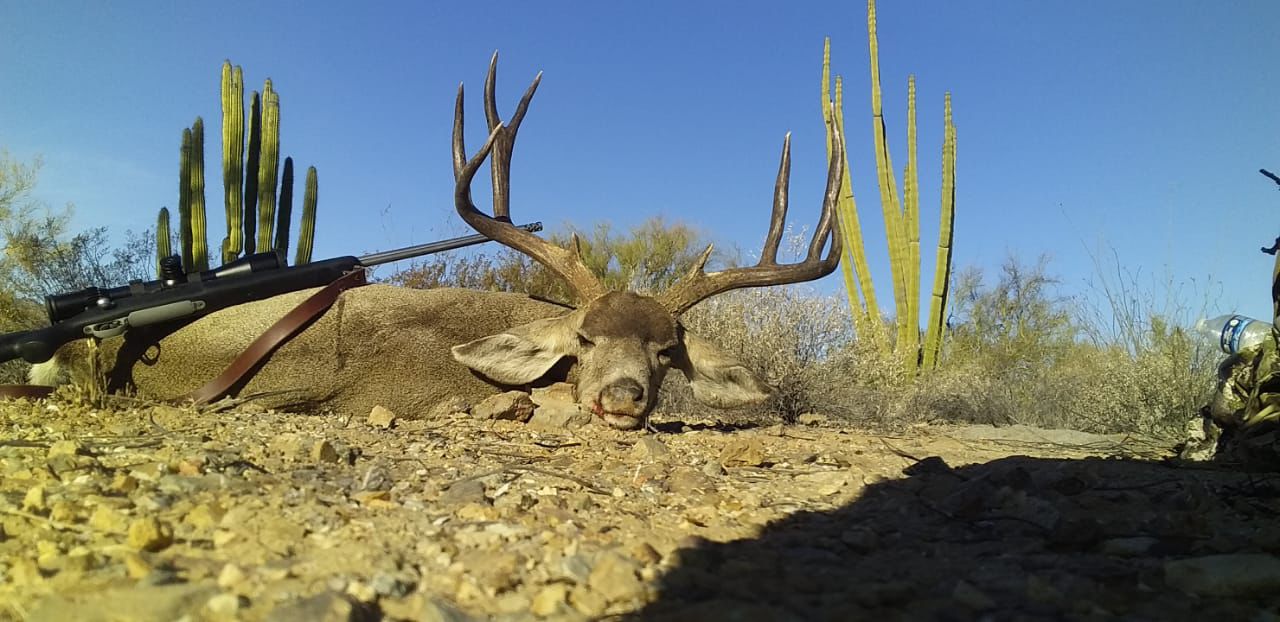 Trofeo 34